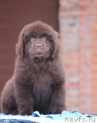 Превью фото № 247061