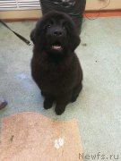 Превью фото № 247066