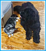 Превью фото № 247068