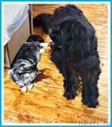 Превью фото № 247070