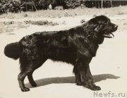 Превью фото № 247088