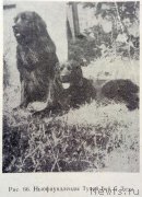 Превью фото № 247092