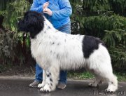 Превью фото № 247105