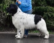 Превью фото № 247109