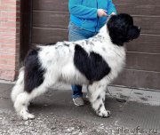 Превью фото № 247110