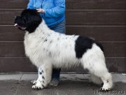 Превью фото № 247111