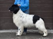 Превью фото № 247114