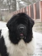 Превью фото № 247123