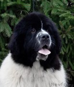 Превью фото № 247124