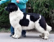 Превью фото № 247126