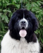 Превью фото № 247127