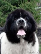 Превью фото № 247128