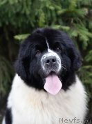 Превью фото № 247137