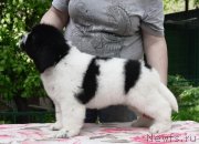 Превью фото № 247138