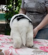 Превью фото № 247141