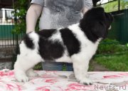 Превью фото № 247153