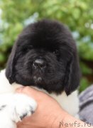 Превью фото № 247158