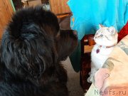 Превью фото № 247171