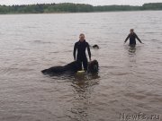 Превью фото № 247182