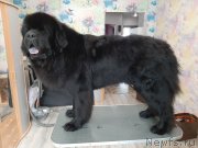 Превью фото № 247189