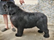 Превью фото № 247191