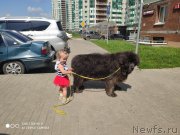 Превью фото № 247212