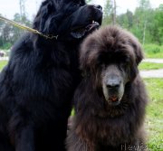 Превью фото № 247213