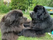 Превью фото № 247244