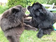 Превью фото № 247247