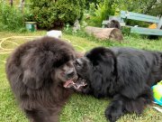 Превью фото № 247248