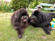 Превью фото № 247249