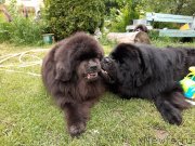 Превью фото № 247250