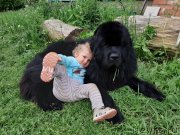 Превью фото № 247256