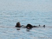 Превью фото № 247290