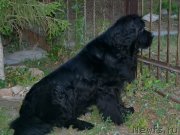 Превью фото № 247303