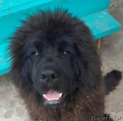 Превью фото № 247304