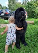 Превью фото № 247354