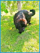 Превью фото № 247364