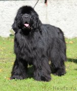 Превью фото № 247378