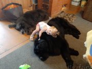 Превью фото № 247388