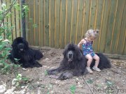 Превью фото № 247396