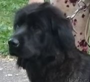 Превью фото № 247411