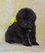 Превью фото № 247414