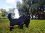 Превью фото № 247424