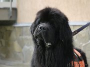 Превью фото № 247438