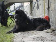 Превью фото № 247439