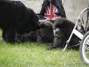 Превью фото № 247440