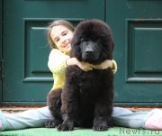 Превью фото № 247505