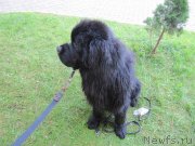 Превью фото № 247510