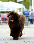 Превью фото № 247515